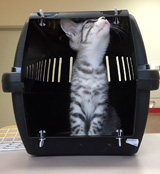 Kattenbox inspectie
